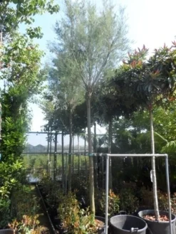 Tamarisk Als Boom (Tamarix Tetrandra) -Tuinplantenwinkel tamarix 1