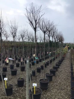 Tamarisk Als Boom (Tamarix Gallica) -Tuinplantenwinkel tamarixgallica01