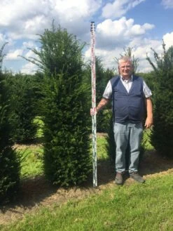 Grote Venijnboom (Taxus Baccata) 16 Grote Venijnboom (Taxus Baccata) -Tuinplantenwinkel taxus 200225 x 5060 1 3