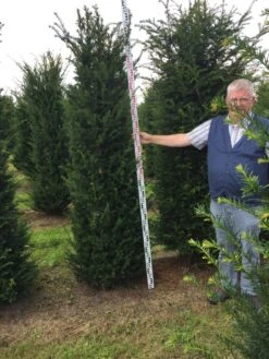 Grote Venijnboom (Taxus Baccata) 18 Grote Venijnboom (Taxus Baccata) -Tuinplantenwinkel taxus baccaata 225250x5060 1 1