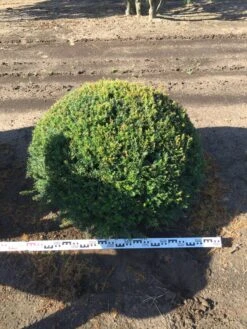 Grote Taxusbol (Taxus Baccata) 18 Grote Taxusbol (Taxus Baccata) -Tuinplantenwinkel taxus baccata 100 cm platte bol drkl 1 2