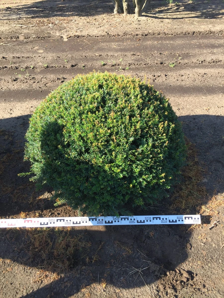 Grote Taxusbol (Taxus Baccata) 8 Grote Taxusbol (Taxus Baccata) - Afbeelding 8