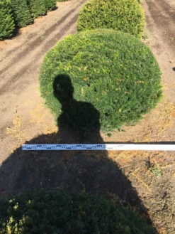 Grote Taxusbol (Taxus Baccata) 20 Grote Taxusbol (Taxus Baccata) -Tuinplantenwinkel taxus baccata 140 cm platte bol drkl 1