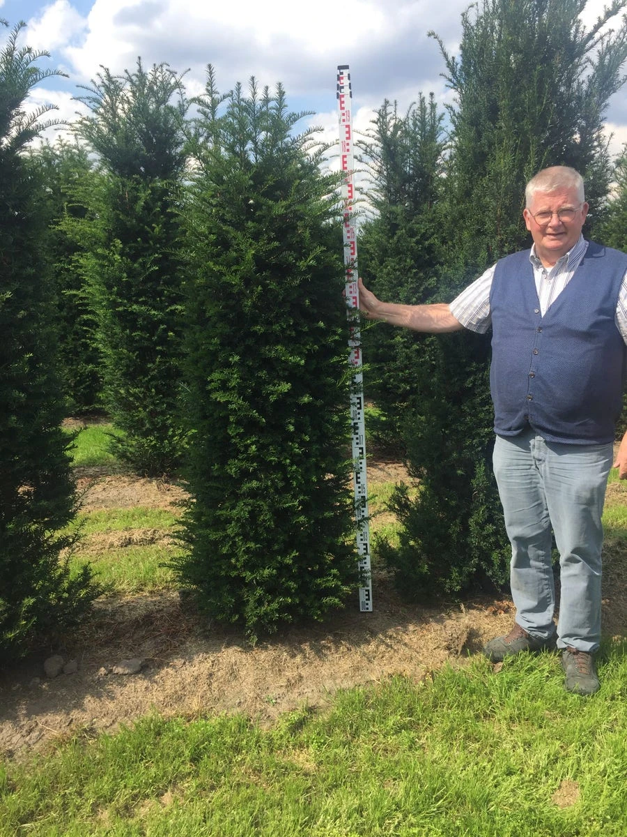 Grote Venijnboom (Taxus Baccata) 2 Grote Venijnboom (Taxus Baccata) - Afbeelding 2