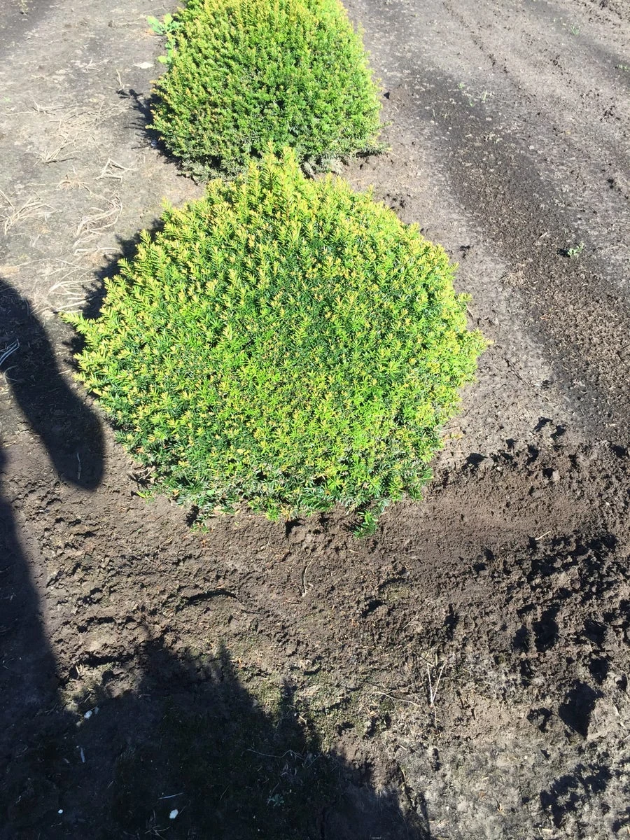 Grote Taxusbol (Taxus Baccata) 2 Grote Taxusbol (Taxus Baccata) - Afbeelding 2