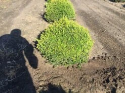 Grote Taxusbol (Taxus Baccata) 13 Grote Taxusbol (Taxus Baccata) -Tuinplantenwinkel taxus baccata 60 cm platte bol drkl 2 2