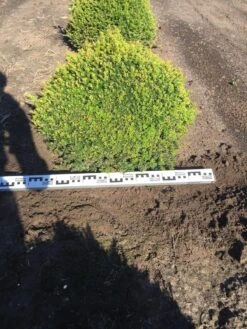 Grote Taxusbol (Taxus Baccata) 15 Grote Taxusbol (Taxus Baccata) -Tuinplantenwinkel taxus baccata 70 cm platte bol drkl 2 2