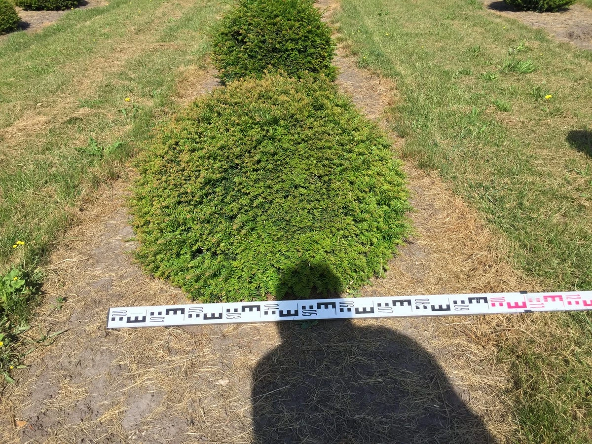 Grote Taxusbol (Taxus Baccata) 7 Grote Taxusbol (Taxus Baccata) - Afbeelding 7