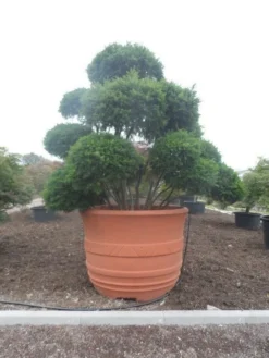 Taxus Als Bonsai (Taxus Baccata) -Tuinplantenwinkel taxus baccata bonsai 300 400 c1800 1