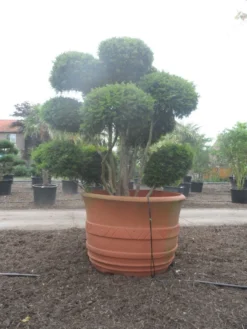 Taxus Als Bonsai (Taxus Baccata) -Tuinplantenwinkel taxus baccata bonsai 300 400 c1800 2