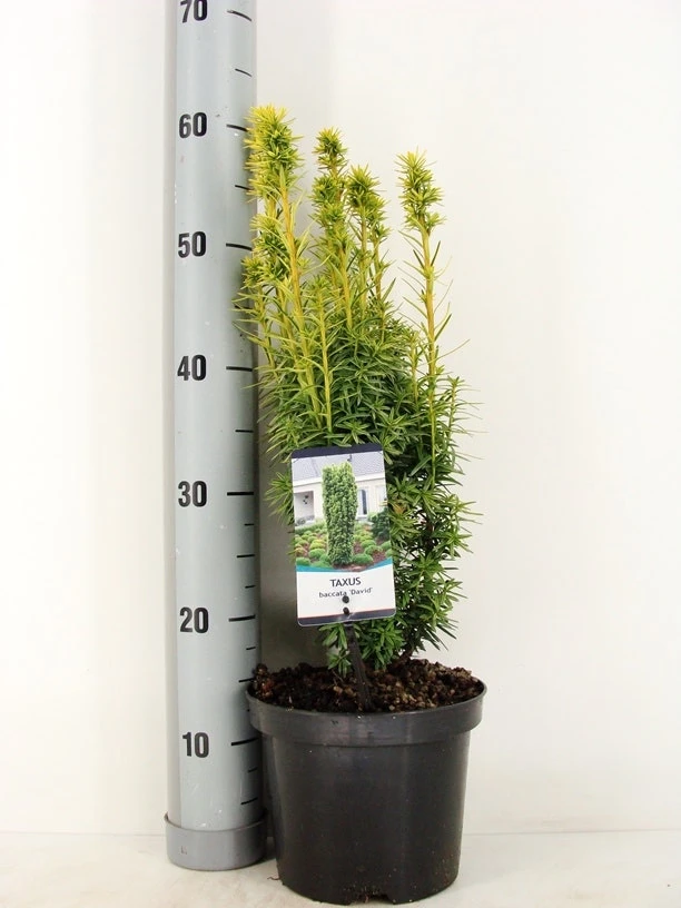 Gele Venijnboom (Taxus Baccata 'David') 2 Gele Venijnboom (Taxus Baccata 'David') - Afbeelding 2