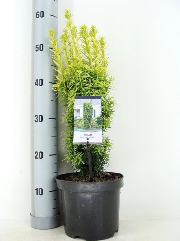 Gele Venijnboom (Taxus Baccata 'David') 1 Gele Venijnboom (Taxus Baccata 'David')