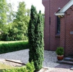 Groene Zuiltaxus (Taxus Baccata 'Fastigiata') -Tuinplantenwinkel taxus baccata fastigiata 1 2