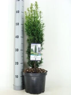 Zuiltaxus (Taxus Baccata 'Fastigiata Robusta') -Tuinplantenwinkel taxus baccata fastigiata robusta zomer c3 m 2