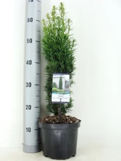 Zuiltaxus (Taxus Baccata 'Fastigiata Robusta') -Tuinplantenwinkel taxus baccata fastigiata robusta zomer c3 m