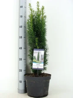 Zuiltaxus (Taxus Baccata 'Fastigiata Robusta') -Tuinplantenwinkel taxus baccata fastigiata robusta zomer c5 m