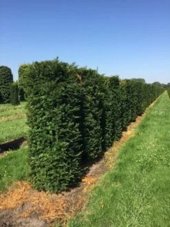 Taxus Als Haagelement (Taxus Baccata) -Tuinplantenwinkel taxus baccata h160x60x60 cm 3