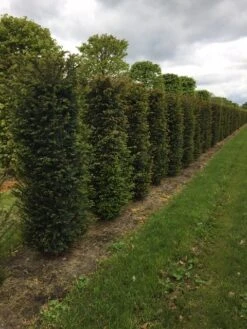 Taxus Als Haagelement (Taxus Baccata) -Tuinplantenwinkel taxus baccata h175x50x50cm 2
