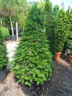 Taxus Als Kegel (Taxus Baccata) -Tuinplantenwinkel taxus baccata kegel 140 160 c90