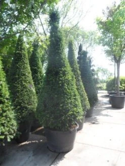 Taxus Als Kegel (Taxus Baccata) -Tuinplantenwinkel taxus baccata kegel 200 225 250 c285