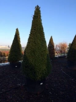 Taxus Als Kegel (Taxus Baccata) -Tuinplantenwinkel taxus baccata kegel 225 250 c240 3 inkoop 315