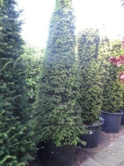 Taxus Als Kegel (Taxus Baccata) -Tuinplantenwinkel taxus baccata kegel 250 275
