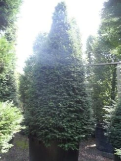 Taxus Als Kegel (Taxus Baccata) -Tuinplantenwinkel taxus baccata kegel 275 300 350 c1000