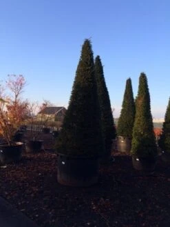 Taxus Als Kegel (Taxus Baccata) -Tuinplantenwinkel taxus baccata kegel 300 350 c1000 inkoop 875