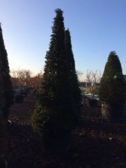 Taxus Als Kegel (Taxus Baccata) -Tuinplantenwinkel taxus baccata kegel 300 c285 inkoop 475