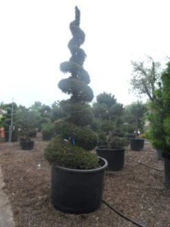 Taxus Als Spiraal (Taxus Baccata) -Tuinplantenwinkel taxus baccata spiraal 350 400 c750 1