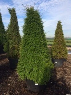 Taxus Als Pyramide (Taxus Baccata) -Tuinplantenwinkel taxus egyptische piramides 2 1