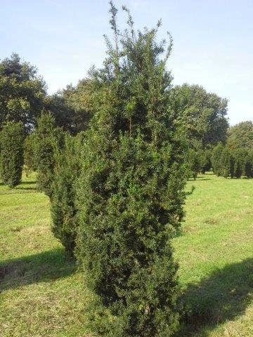 Taxus (Taxus Media 'Hicksii') 2 Taxus (Taxus Media 'Hicksii') - Afbeelding 2