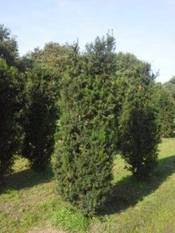 Taxus (Taxus Media 'Hicksii') 14 Taxus (Taxus Media 'Hicksii') -Tuinplantenwinkel taxus hicksii 200 225 1