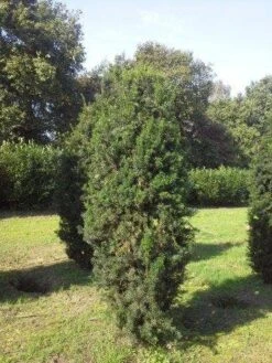 Taxus (Taxus Media 'Hicksii') -Tuinplantenwinkel taxus hicksii 275 300 1