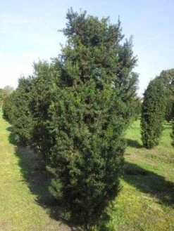 Taxus (Taxus Media 'Hicksii') -Tuinplantenwinkel taxus hicksii 275 300 1 1