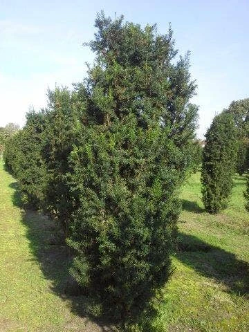 Taxus (Taxus Media 'Hicksii') 5 Taxus (Taxus Media 'Hicksii') - Afbeelding 5
