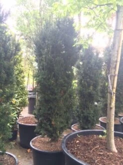 Taxus (Taxus Media 'Hicksii') -Tuinplantenwinkel taxus hicksii 2 1