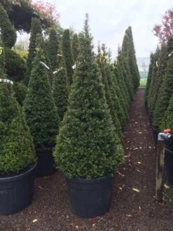 Taxus Als Pyramide (Taxus Baccata) -Tuinplantenwinkel taxus kegel 150160cm