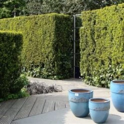 Taxus (Taxus Media 'Hicksii') -Tuinplantenwinkel taxus media hicksii 1