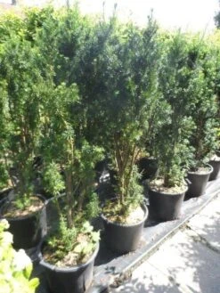 Taxus (Taxus Media 'Hicksii') 19 Taxus (Taxus Media 'Hicksii') -Tuinplantenwinkel taxus media hicksii 120 140 c35
