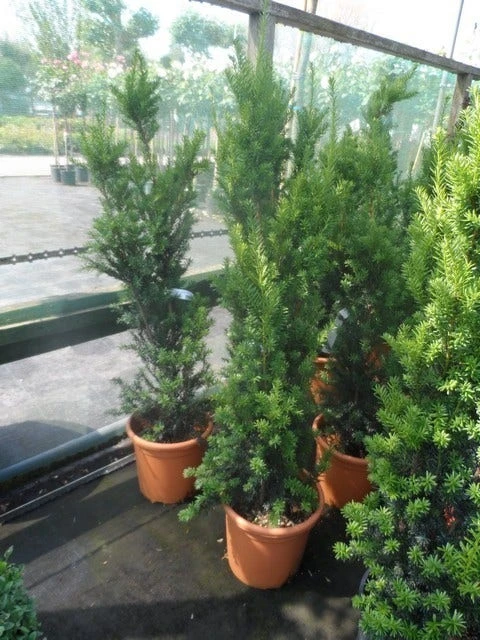 Taxus (Taxus Media 'Hicksii') 9 Taxus (Taxus Media 'Hicksii') - Afbeelding 9