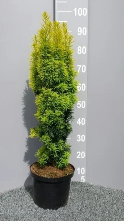 Gele Venijnboom (Taxus Baccata 'David') -Tuinplantenwinkel taxusdavid01 1