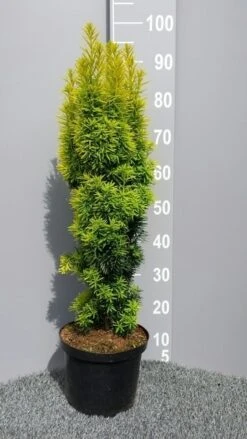 Gele Venijnboom (Taxus Baccata 'David') 8 Gele Venijnboom (Taxus Baccata 'David') -Tuinplantenwinkel taxusdavid01 2