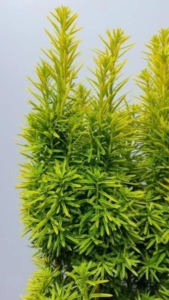Gele Venijnboom (Taxus Baccata 'David') -Tuinplantenwinkel taxusdavid02
