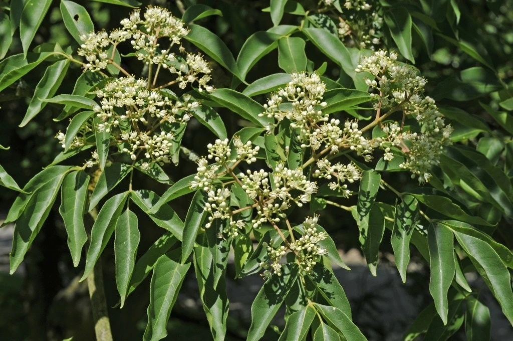 Bijenboom (Tetradium Daniellii) 1 Bijenboom (Tetradium Daniellii)