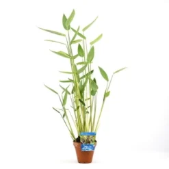 Thalia (Thalia Dealbata) -Tuinplantenwinkel thalia