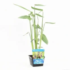 Thalia (Thalia Dealbata) -Tuinplantenwinkel thalia dealbata s 2