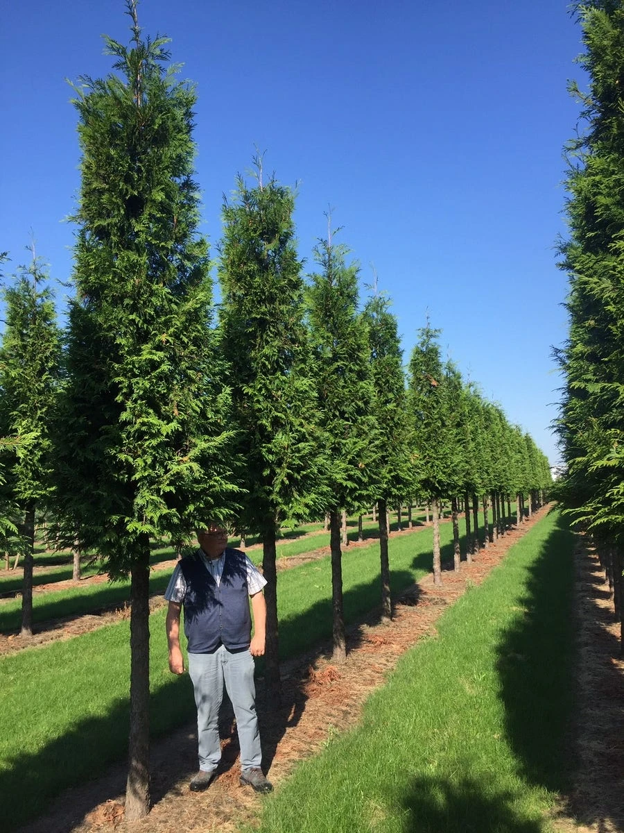 Haagconifeer Op Stam (Thuja Plicata 'Excelsa') 1 Haagconifeer Op Stam (Thuja Plicata 'Excelsa')
