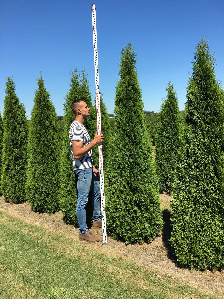 Grote Westerse Levensboom (Thuja Occidentalis 'Smaragd') 3 Grote Westerse Levensboom (Thuja Occidentalis 'Smaragd') - Afbeelding 3