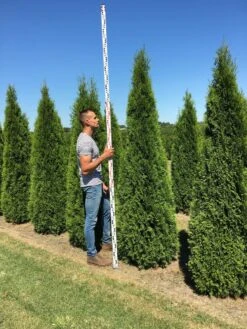 Grote Westerse Levensboom (Thuja Occidentalis 'Smaragd') -Tuinplantenwinkel thuja occ smaragd 250300